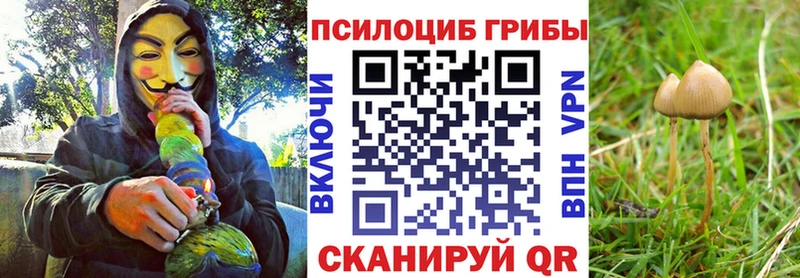 Галлюциногенные грибы Cubensis Звенигород